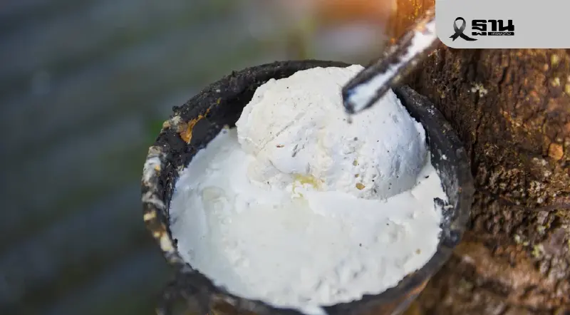 สวนยางค้าน ดูดซับ 2.5 แสนตัน จ้างรายใหญ่ผลิต น้ำท่วมทุบโรงรมยางปิดตัว