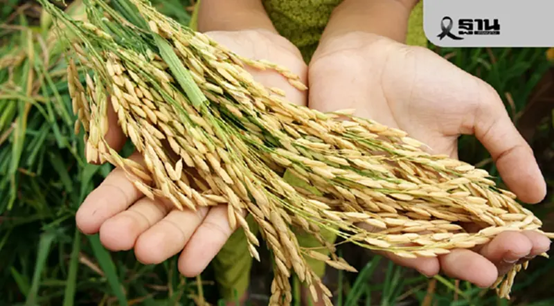 เปิดเบื้องหลังแดชบอร์ด Rice Supply ใช้ AI พยากรณ์ผลผลิตข้าวล่วงหน้า แก้โจทย์ราคาตกต่ำ เปิดเบื้องหลังแดชบอร์ด Rice Supply ใช้ AI พยากรณ์ผลผลิตข้าวล่วงหน้า แก้โจทย์ราคาตกต่ำ