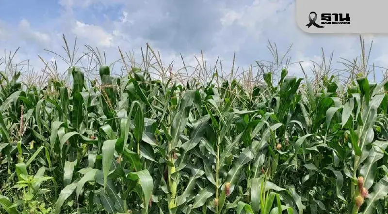 ย้ำ “อย่าเผา” เตือนเกษตรกรเตรียมพื้นที่ปลูกข้าวโพดฤดูกาลใหม่ ร่วมป้องกัน PM2.5