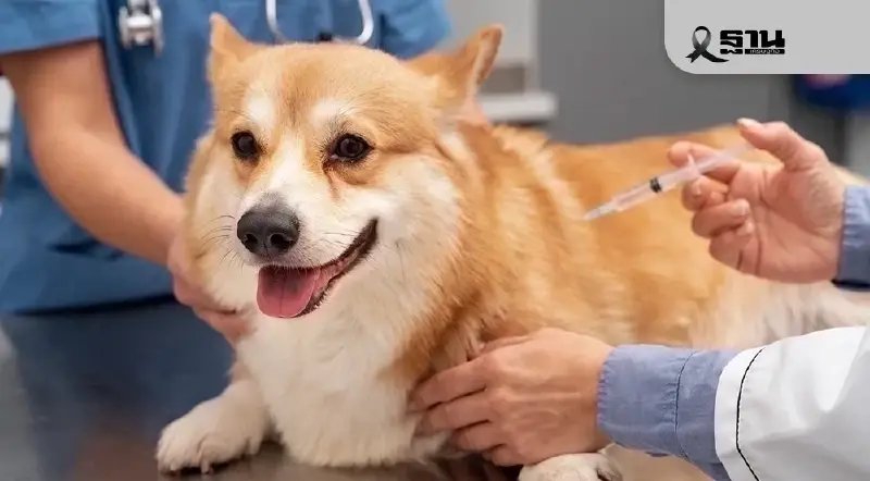 เช็กเงื่อนไข กทม. บริการฉีดฝังไมโครชิปสุนัข-แมว ฟรี ไม่เว้นวันหยุด เช็กเงื่อนไข กทม. บริการฉีดฝังไมโครชิปสุนัข-แมว ฟรี ไม่เว้นวันหยุด