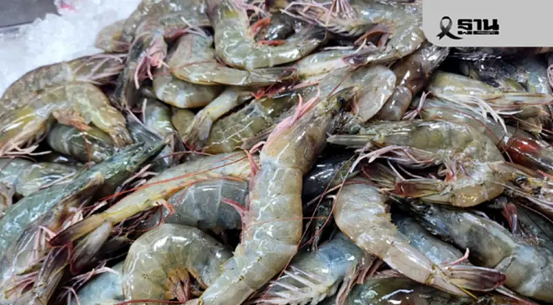 มหาอุทกภัยภาคใต้ ฉุดผลผลิตกุ้ง–อุปกรณ์เสียหายกว่า 1,000 ล้าน จี้รัฐเร่งฟื้นฟูเยียวยา มหาอุทกภัยภาคใต้ ฉุดผลผลิตกุ้ง–อุปกรณ์เสียหายกว่า 1,000 ล้าน จี้รัฐเร่งฟื้นฟูเยียวยา