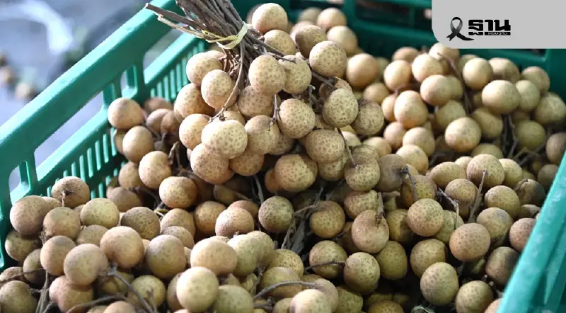 "ยุบสภา" ไม่สะดุด กรมส่งเสริมการเกษตร ยันเงินช่วยเหลือชาวสวนลำไย ไร่ละ 1,000 บาท รับสูงสุด 1 หมื่นบาท พร้อมจ่าย