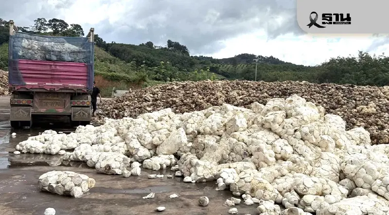 โลกช็อก! บอร์ดกยท.ทุ่มงบ  2,280 ล้าน ดูดซับยางล้นออกจากตลาด 2.5 แสนตัน