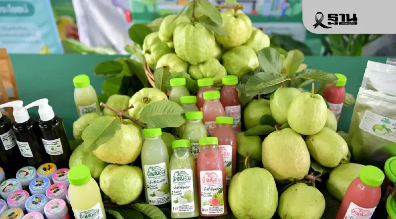 'ฝรั่งสามพราน' สินค้า GI ราคาพุ่งกว่า 2 เท่า สร้างรายได้ 350 ล้าน/ปี 'ฝรั่งสามพราน' สินค้า GI ราคาพุ่งกว่า 2 เท่า สร้างรายได้ 350 ล้าน/ปี