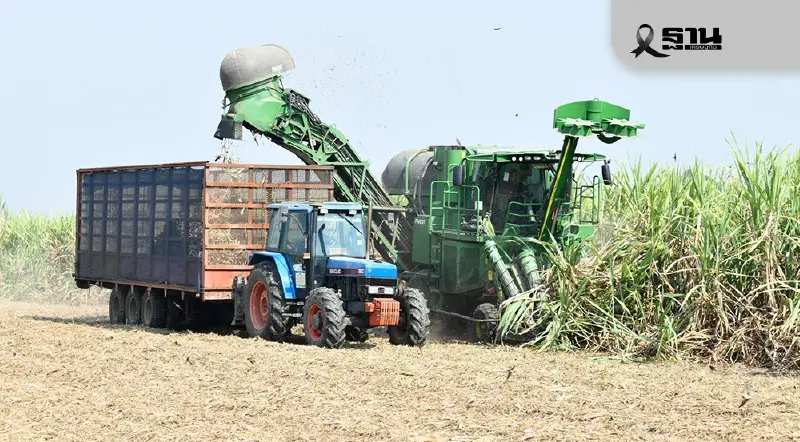 เช็คมาตรการข่วยเหลือช่วยชาวไร่อ้อยกระทบสู้รบชายแดนไทย-กัมพูชา