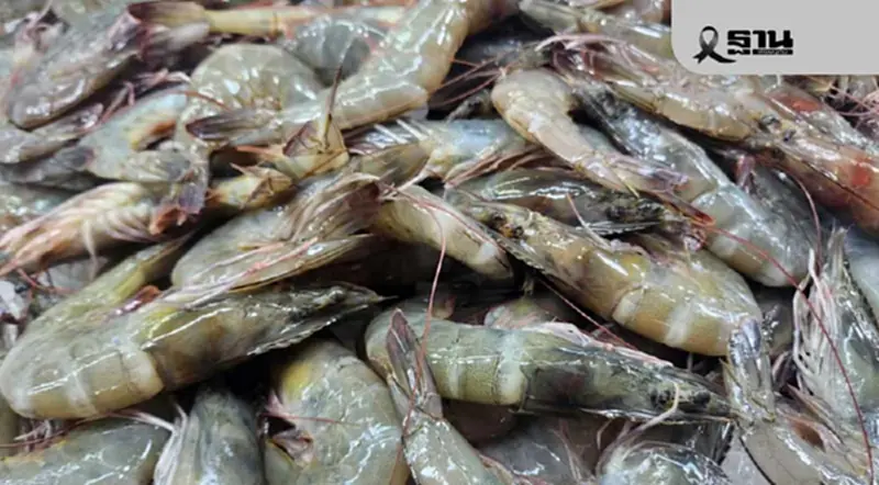 กูรูแนะเกษตรกร เลี้ยงกุ้งอย่างไร? ให้ได้กำไรไร่ละ 5 แสนต่อรอบ กูรูแนะเกษตรกร เลี้ยงกุ้งอย่างไร? ให้ได้กำไรไร่ละ 5 แสนต่อรอบ