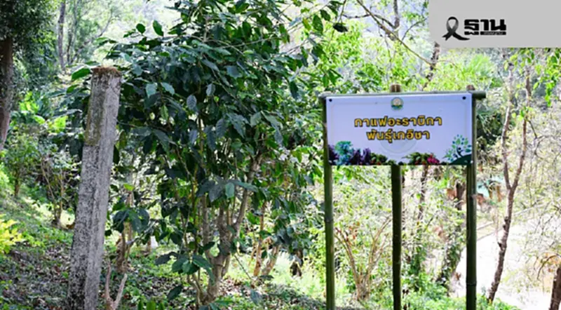 อธิบดีกรมวิชาการเกษตร "บุกเชียงราย ดัน ‘กาแฟล้านต้น’ ปั้นไทยสู่ฮับกาแฟพรีเมียมโลก อธิบดีกรมวิชาการเกษตร "บุกเชียงราย ดัน ‘กาแฟล้านต้น’ ปั้นไทยสู่ฮับกาแฟพรีเมียมโลก