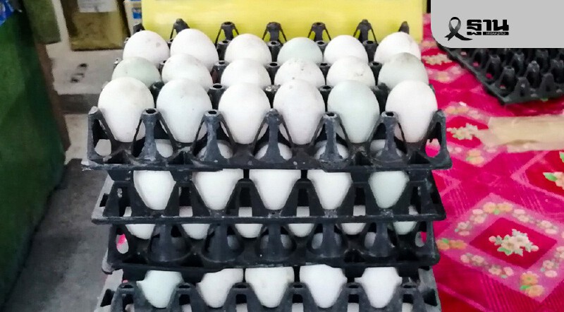 .รีบซื้อด่วน! “ไข่เป็ด” หั่นราคาแรง ประกาศลด 20 สตางค์ เหลือฟองละ 4.20 บาท มีผลวันนี้.