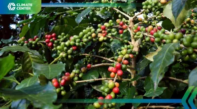 ภาวะโลกร้อนดันต้นทุนกาแฟพุ่ง หลังอากาศเปลี่ยนกระทบผลผลิต