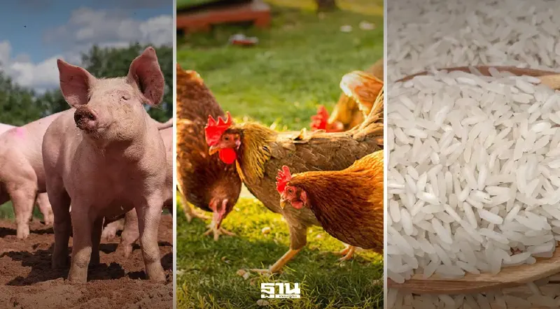 ‘ข้าว–หมู–ไก่’ ราคาทรงตัว ข้าวโพดขยับขึ้น กากถั่วเหลืองร่วง สัญญาณตลาดเกษตรเริ่มแยกทิศ ‘ข้าว–หมู–ไก่’ ราคาทรงตัว ข้าวโพดขยับขึ้น กากถั่วเหลืองร่วง สัญญาณตลาดเกษตรเริ่มแยกทิศ