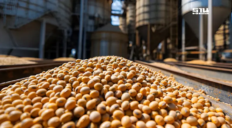 'ศุลกากร-การท่าเรือ' ไม่รับฝากเทกอง ถั่วเหลืองยังป่วน ภาษีกากฯจ่ายเต็ม รอ ครม.ชี้ขาด พรุ่งนี้