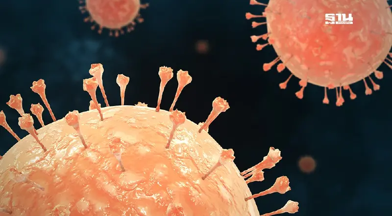 กรมการแพทย์ ตั้ง 3 รพ. 'ราชวิถี-เลิดสิน-นพรัตนฯ' รับมือไวรัสนิปาห์