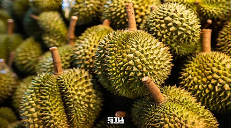 จับตา ทุเรียนไทย หวั่นศึกหนักเวียดนาม 2 ล้านตันบุกตลาดจีน จับตา ทุเรียนไทย หวั่นศึกหนักเวียดนาม 2 ล้านตันบุกตลาดจีน