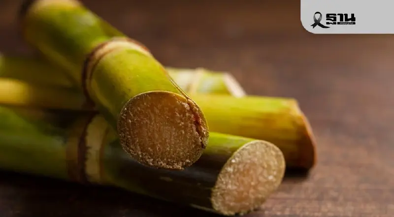 เช็คราคาอ้อยขั้นสุดท้ายปี 67/68 ตันละกี่บาท หลัง ครม. มีมติล่าสุด เช็คราคาอ้อยขั้นสุดท้ายปี 67/68 ตันละกี่บาท หลัง ครม. มีมติล่าสุด