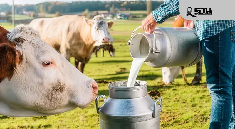 นมดิบล้น 181 ตัน/วัน กดราคาดิ่งเหลือ 10 บาท ปลัดเกษตรฯ สั่งแปรรูปอุ้มอยู่รอด