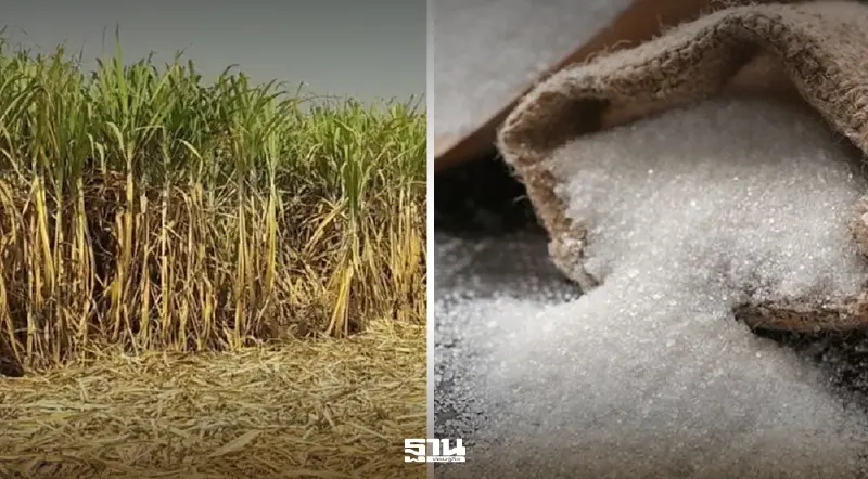 มติครม. เคาะราคาอ้อย-น้ำตาลทราย ขั้นสุดท้าย ปี 2567/68 รวม 9 เขต