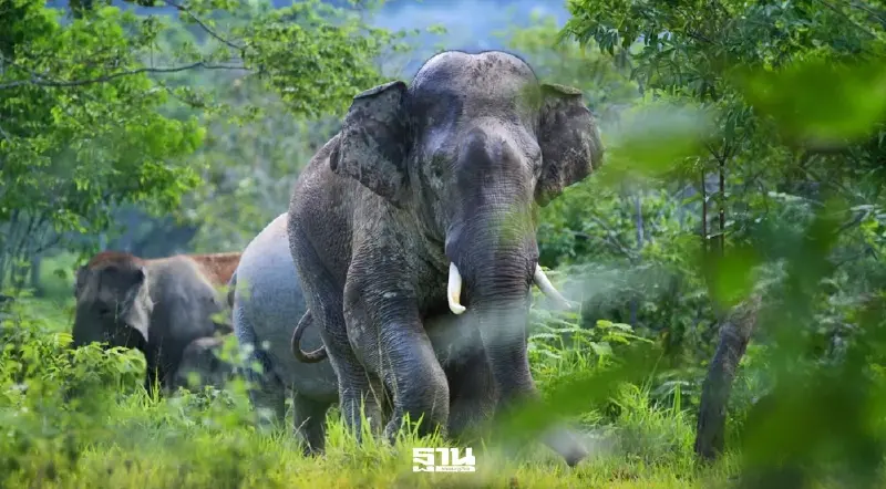 เปิด 3 ลำดับชั้น "ช้างไทย" มรดกศักดิ์สิทธิ์ที่โลกต้องตะลึง