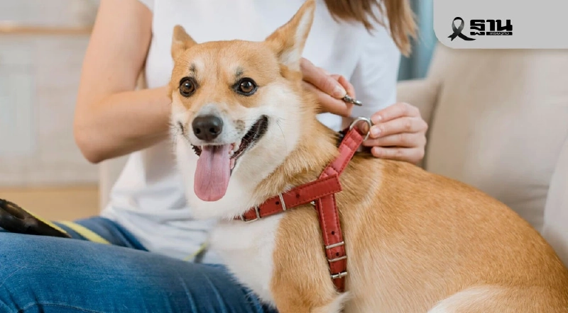 กทม. เปิด 10 จุดฉีดไมโครชิป-จดทะเบียนหมาแมวฟรี เช็กพิกัดใกล้บ้าน ที่นี่ กทม. เปิด 10 จุดฉีดไมโครชิป-จดทะเบียนหมาแมวฟรี เช็กพิกัดใกล้บ้าน ที่นี่