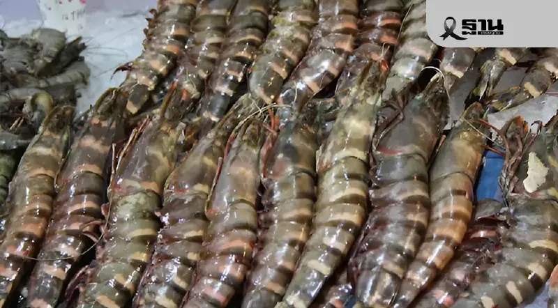‘กุ้งกุลาดำ’ คืนบัลลังก์ ปี 2569 ผลผลิตโต 18% ราคาแรงกว่ากุ้งขาวเกือบ 40 บาท/กก. ‘กุ้งกุลาดำ’ คืนบัลลังก์ ปี 2569 ผลผลิตโต 18% ราคาแรงกว่ากุ้งขาวเกือบ 40 บาท/กก.
