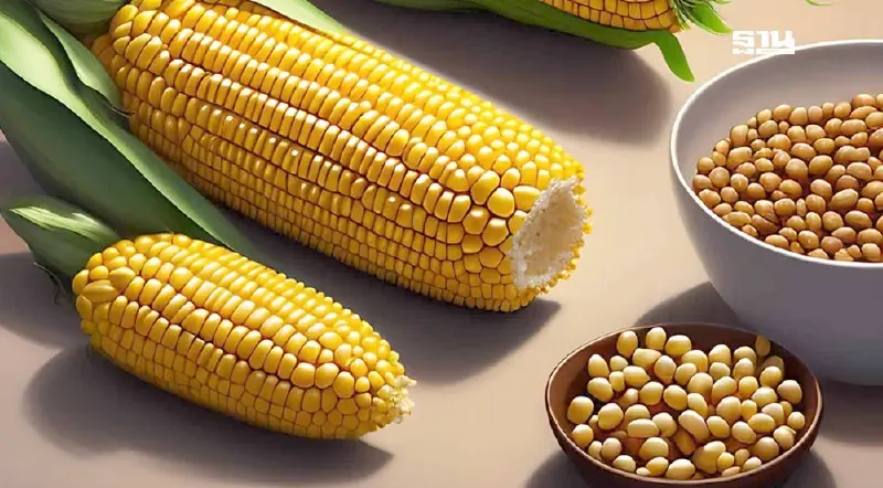 นำเข้าถั่วเหลืองสะดุด ดันราคาข้าวโพด พุ่ง 10.10 บาท/กิโลกรัม ทำนิวไฮรอบ 7 เดือน