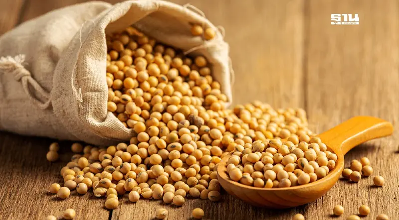 เอกชนเตือนสต็อกถั่วเหลือง ใกล้วิกฤต ดันต้นทุนน้ำมันพืช–อาหารสัตว์พุ่ง