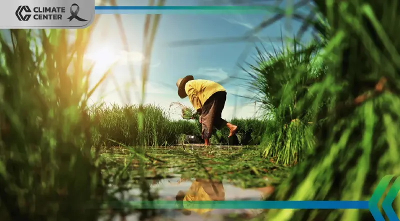 ธ.ก.ส. หนุนทำนาเปียกสลับแห้ง นำร่องอุดรธานี 1,100 ไร่ขายคาร์บอนสร้างรายได้