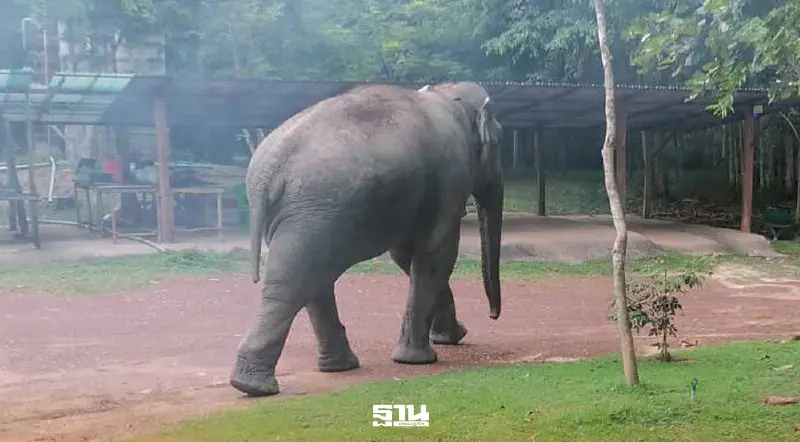 ช้างสีดอหูพับ ล้ม กรมอุทยานฯแจงแล้ว ยันทำตามคำสั่งศาล ตั้งกรรมการสอบ หาสาเหตุ