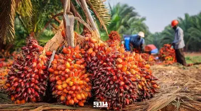 บาทอ่อนหนุนส่งออกปาล์มคึก! ราคาผลปาล์มพุ่งแตะ 8 บาท/กก. สูงสุดรอบปี
