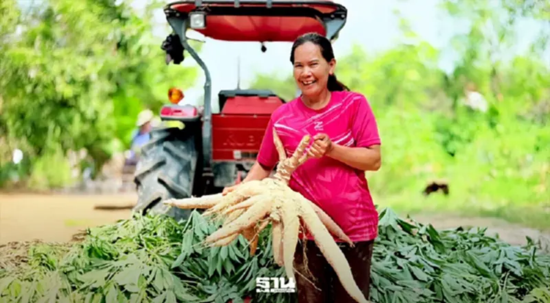 เกษตรฯ ดัน “แปลงใหญ่มันสำปะหลังร้อยเอ็ด” ต้นแบบเกษตรมูลค่าสูง รายได้เกษตรกรพุ่งเกือบ 80% เกษตรฯ ดัน “แปลงใหญ่มันสำปะหลังร้อยเอ็ด” ต้นแบบเกษตรมูลค่าสูง รายได้เกษตรกรพุ่งเกือบ 80%