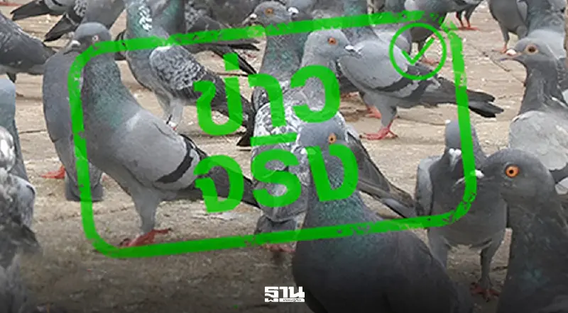 ดีอีเตือน! อย่าหาทำ "กวาดมูลนกแห้ง" เสี่ยงเชื้อราขึ้นสมอง ดีอีเตือน! อย่าหาทำ "กวาดมูลนกแห้ง" เสี่ยงเชื้อราขึ้นสมอง