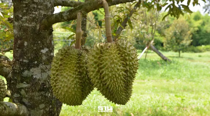 อธิบดีกรมวิชาการเกษตร ลุย “4 ไม่” สกัดทุเรียนอ่อน–สารต้องห้าม รับฤดูส่งออก 2569 อธิบดีกรมวิชาการเกษตร ลุย “4 ไม่” สกัดทุเรียนอ่อน–สารต้องห้าม รับฤดูส่งออก 2569