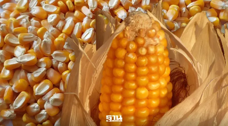 ศึกอาหารสัตว์เดือด! ของนอกทะลัก ทุบข้าวโพดไทยราคาร่วง 2 ปีซ้อน ศึกอาหารสัตว์เดือด! ของนอกทะลัก ทุบข้าวโพดไทยราคาร่วง 2 ปีซ้อน