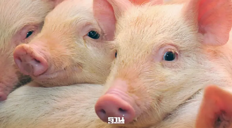 เปิดตลาดหมูไทยบุกมาเลเซีย กรมปศุสัตว์ดันส่งออก 4 พันล้าน หนุนเสถียรภาพราคา เปิดตลาดหมูไทยบุกมาเลเซีย กรมปศุสัตว์ดันส่งออก 4 พันล้าน หนุนเสถียรภาพราคา