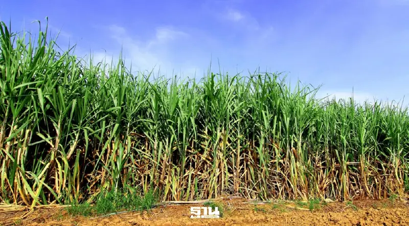 อัปเดตเงินเยียวยา ’ชาวไร่อ้อย’ พื้นที่ชายแดนไทย-กัมพูชา อัปเดตเงินเยียวยา ’ชาวไร่อ้อย’ พื้นที่ชายแดนไทย-กัมพูชา