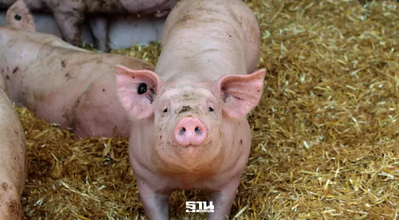 ส่งออกหมูไทยบุกสิงคโปร์ ‘กรมปศุสัตว์’ เร่งปิดดีล มี.ค. หลังมาเลเซียสั่งล็อตแรกฉลุย