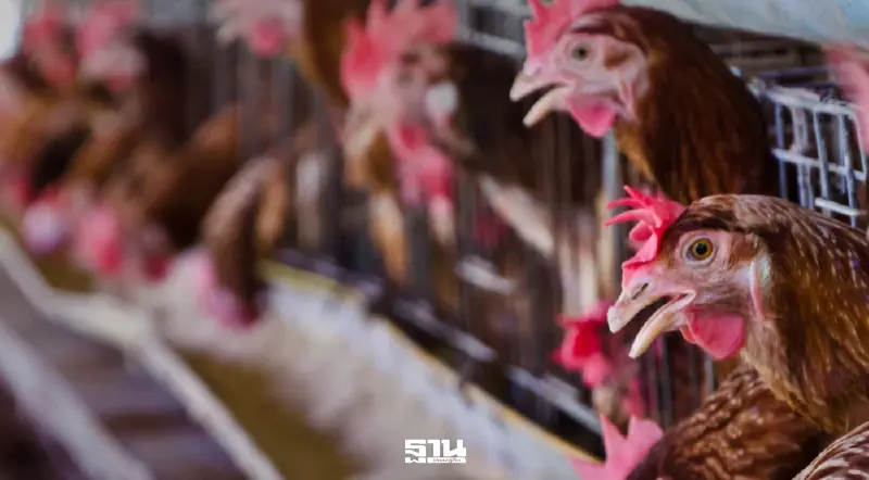 ดีเดย์ 1 มี.ค.–31 พ.ค.69  คุมเข้มฟาร์มไก่เนื้อ ฝ่าฝืนเพิกถอน-พักเลี้ยง 3 เดือน