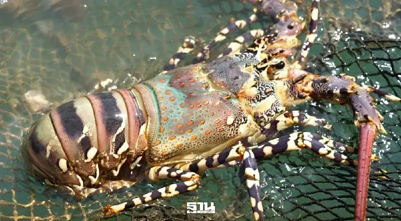 ขึ้นแท่นสินค้า GI ตัวใหม่ 'กุ้งมังกร 7 สีภูเก็ต' ฟัวกราส์แห่งท้องทะเล ขึ้นแท่นสินค้า GI ตัวใหม่ 'กุ้งมังกร 7 สีภูเก็ต' ฟัวกราส์แห่งท้องทะเล
