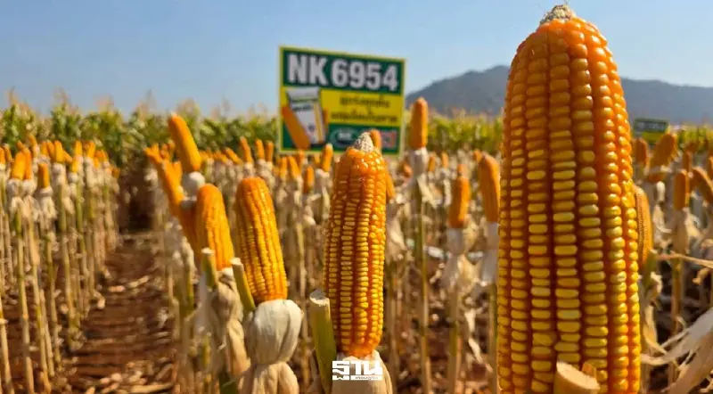 ซินเจนทา เปิดตัวข้าวโพดพันธุ์ใหม่ ผลผลิตสูงสุด 2.1 ตันต่อไร่ ช่วยเกษตรกรสู้ต้นทุนผันผวน