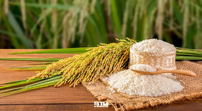 ส่งออกข้าวไทย 2 เดือนร่วง 15% อิรักตลาดใหญ่หยุดซื้อ กดดันเป้าปี 69