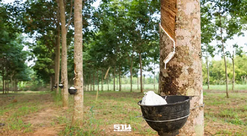 สมาคมสหพันธ์ชาวสวนยางฯ ผนึก สหพัฒน์–สวทช. จัดเกษตรแฟร์คาร์บอนต่ำ สมาคมสหพันธ์ชาวสวนยางฯ ผนึก สหพัฒน์–สวทช. จัดเกษตรแฟร์คาร์บอนต่ำ