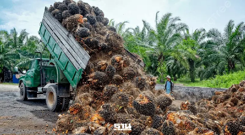 “ชุมนุมสหกรณ์ชาวสวนปาล์มน้ำมันกระบี่” คืนชีพ ปี 68 กำไรทะลุ 104 ล้านบาท