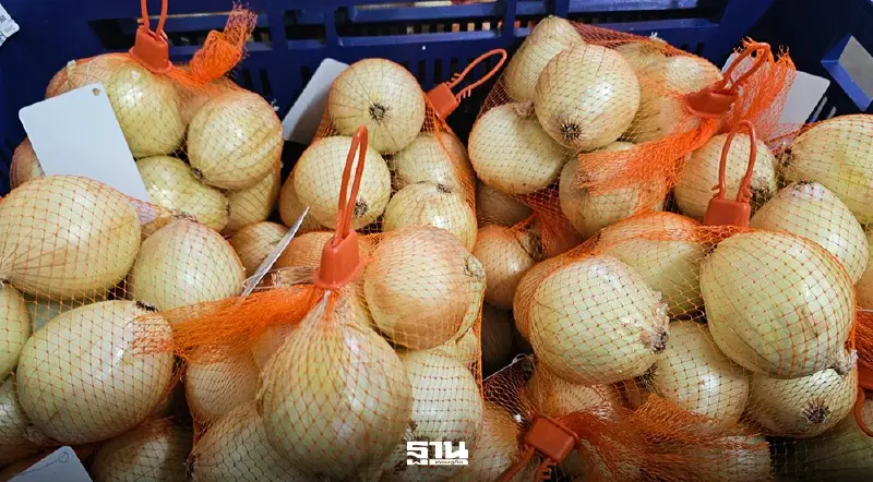 หอมหัวใหญ่เชียงใหม่ทรุดเหลือ 5 บาท สหกรณ์คิกออฟซื้อ 8 บาท ระบาย 565 ตันพยุงราคา