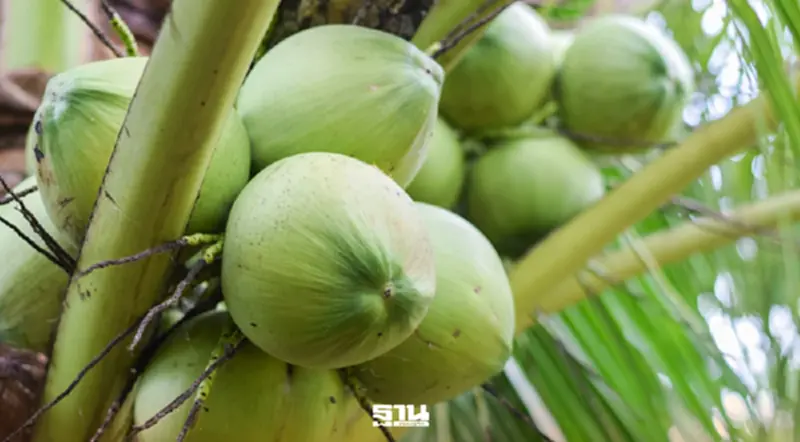 พาณิชย์ พบล้งผลไม้ 15 บริษัทเอี่ยวนอมินี กดราคามะพร้าว พาณิชย์ พบล้งผลไม้ 15 บริษัทเอี่ยวนอมินี กดราคามะพร้าว