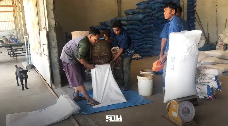 กรมส่งเสริมการเกษตร “ชวนใช้ปุ๋ย 4 ถูก” เสริมประสิทธิภาพ ลดผลกระทบราคาปุ๋ย