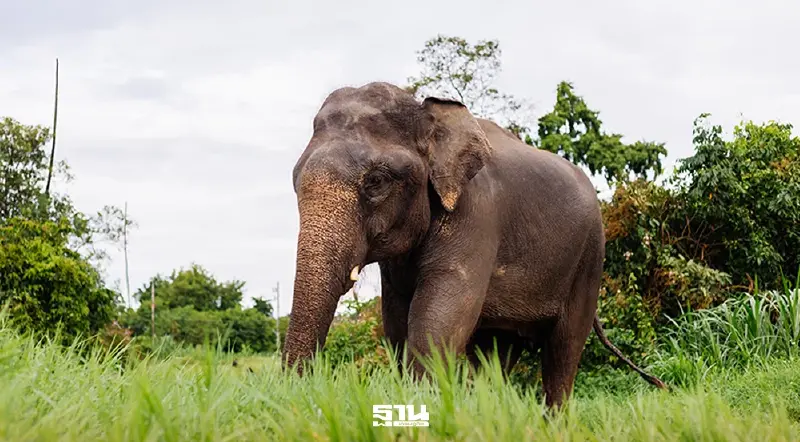 13 มีนาคม “วันช้างไทย” สัตว์คู่บ้านคู่เมือง สัตว์ประจำชาติไทย