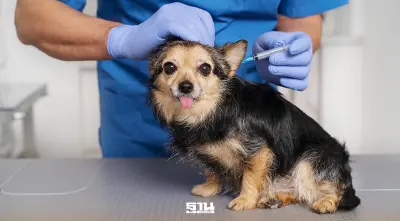 กทม. บริการจดทะเบียน -ทำหมัน-ฉีดวัคซีนพิษสุนัขบ้า-ฝังชิปฟรี 5 เขตทั่วกรุง