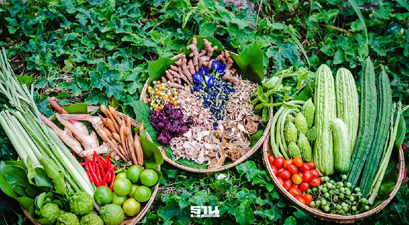 รับมือวิกฤตพลังงาน อย.เปิดตัว 'ตู้ยาลับ ฉบับรอบบ้าน' เปลี่ยนพืชสวนครัวเป็นยา ลดค่าครองชีพ 