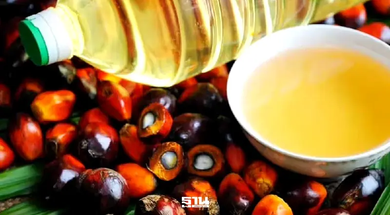 น้ำมันปาล์มทะลุ 50 บาท/ขวด โชห่วยบ่นอุบ หวั่นขยับอีกรอบต้น เม.ย.