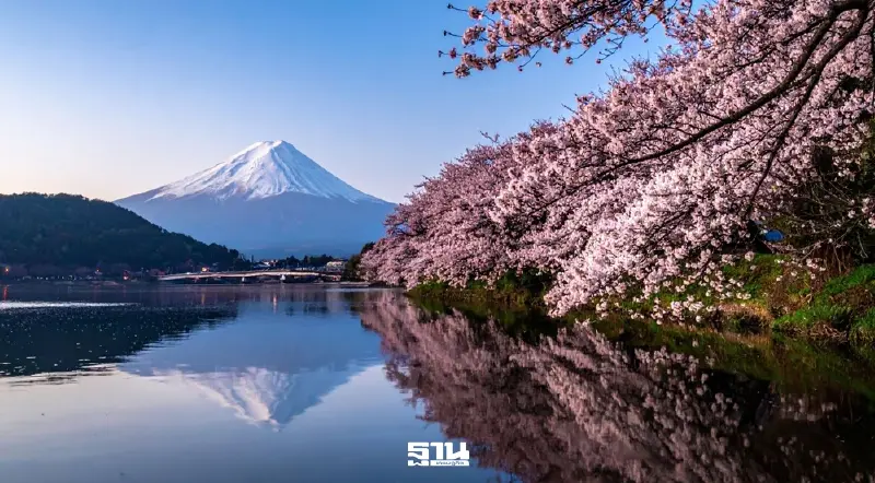 ญี่ปุ่นยังฉ่ำ คนไทยแห่ค้นหาทริป 'ซากุระ' เพิ่ม 57% ปักหมุดจ่อบิน 78%