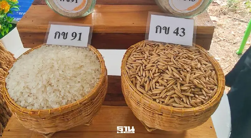 กรมการข้าวดัน 'ข้าวคาร์บอนต่ำ' คลอง 13 ต้นแบบภาคกลาง ลุยเจาะตลาดโลก